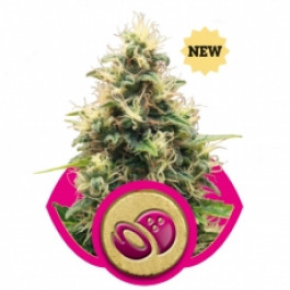 Somango Review