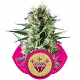 kush