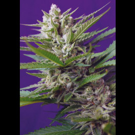 Speed Devil#2 Auto
