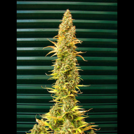 Spice Mr Nice Seeds
