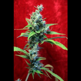Sra Amparo Reggae seeds