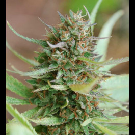 Strawberry Blue