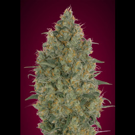 Strawberry Gum 