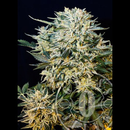 Sugar Gom autoflo