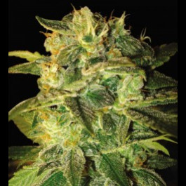 Sugar mango ryder 