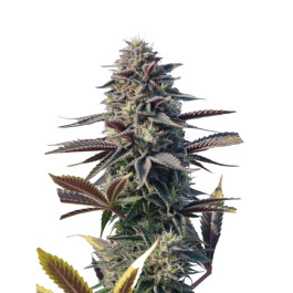 Sundae Driver