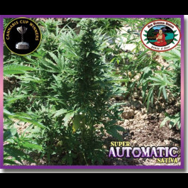 Super Automatic Sativa