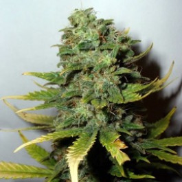Super Skunk feminized