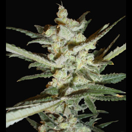 Supersonic cristal storm