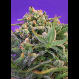 Sweet Cheese 