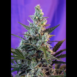 Sweet Skunk 