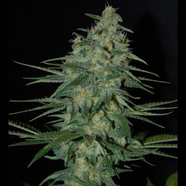 Sweet black angel Cannabis
