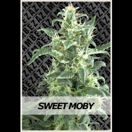 Sweet Moby