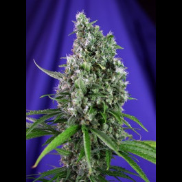 Sweet Trainwreck Auto