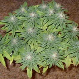 Swiss Cheese Nirvana Seeds