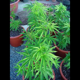 THAIland cannabis BULK SEEDS