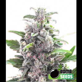 THC Bomb