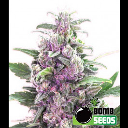 THC Bomb Auto