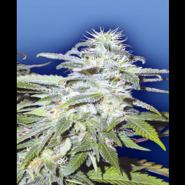 Afghanica