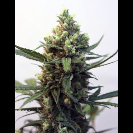 Toxic Ripper Seeds