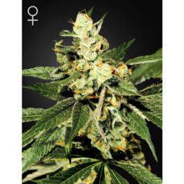 TrainWreck