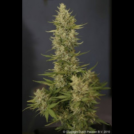Tundra Auto