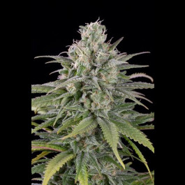 Uk Cheese Auto