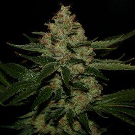 underdawg_og