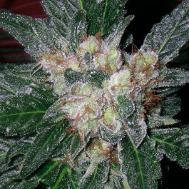 Violator Kush