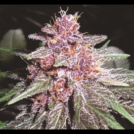 Violeta Ace Seeds