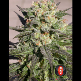 Warlock Serious Seeds
