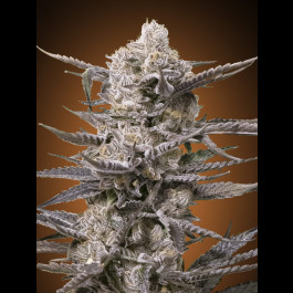 Watermelon OG