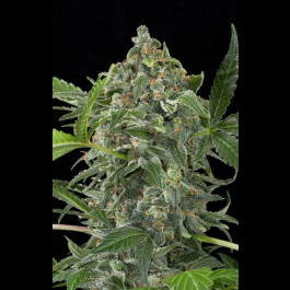 White Cheese Auto