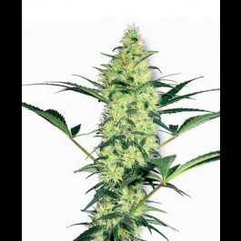 White Diesel