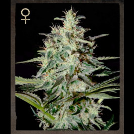 White Lemon Strain Hunters