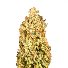 Fatbush Seeds White Widow