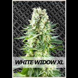 white-widow-strain-review