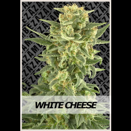 White Cheese 