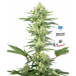 White Gorilla Haze