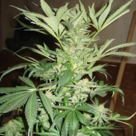White Rhino Strain