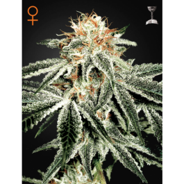 White Widow