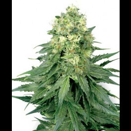 White Widow Regular seeds