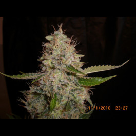 White Widow x Critical