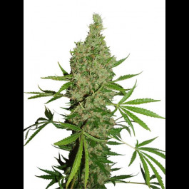 White Widow X The Ultimate