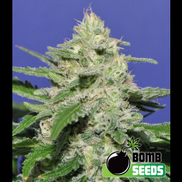 Widow Bomb Bomb Seeds