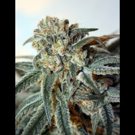 Zombie Kush Ripper Seeds