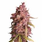 Purple Punch BulkZaden