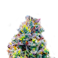 Quantum Kush