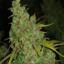 1024 Feminized cannabis seeds