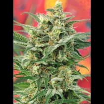 8_Miles_High